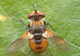 Attēlu rezultāti vaicājumam “Gymnosoma sp.”