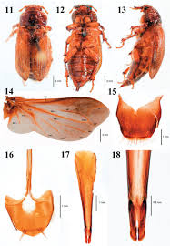Attēlu rezultāti vaicājumam “Cabera exanthemata female”