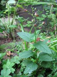 Attēlu rezultāti vaicājumam “Scrophularia nodosa flower”