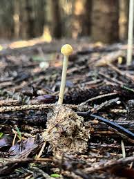 Attēlu rezultāti vaicājumam “Protostropharia alcis”