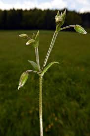 Attēlu rezultāti vaicājumam “Cerastium holosteoides”