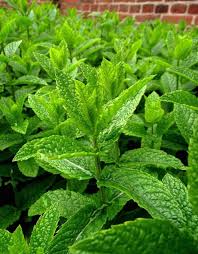 Attēlu rezultāti vaicājumam “Mentha x piperita leaf”