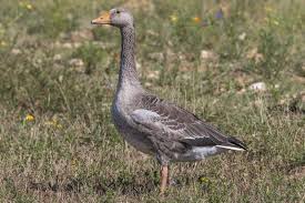 Attēlu rezultāti vaicājumam “Anser anser juvenile”