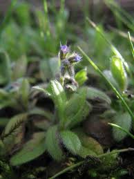 Attēlu rezultāti vaicājumam “Myosotis ramosissima flower”