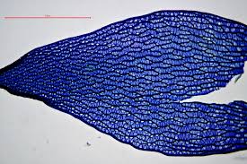 Attēlu rezultāti vaicājumam “Sphagnum russowii”