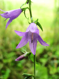 Attēlu rezultāti vaicājumam “Campanula rapunculoides flower”