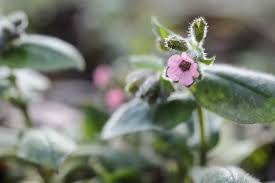 Attēlu rezultāti vaicājumam “Pulmonaria angustifolia fruit”