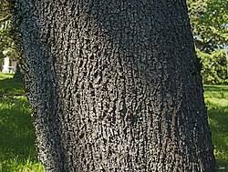 Attēlu rezultāti vaicājumam “Cercis siliquastrum”