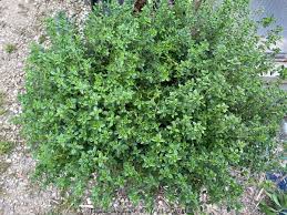 Attēlu rezultāti vaicājumam “Thymus serpyllum leaf”