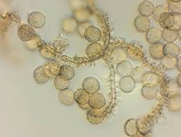 Attēlu rezultāti vaicājumam “Ophiotheca chrysosperma macro”