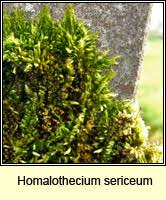 Attēlu rezultāti vaicājumam “Pleurocarpous mosses sporophyte”