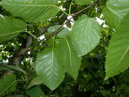 Attēlu rezultāti vaicājumam “Betula papyrifera leaf”