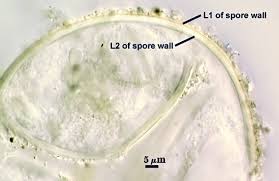 Attēlu rezultāti vaicājumam “Enteridium variabile spores”