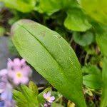 Attēlu rezultāti vaicājumam “Myosotis sylvatica leaf”