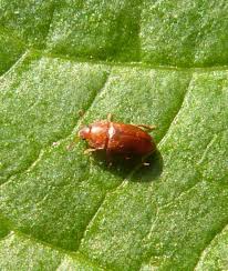 Attēlu rezultāti vaicājumam “Nitidulidae”