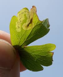 Attēlu rezultāti vaicājumam “Phytomyza minuscula”