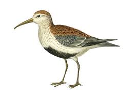 Attēlu rezultāti vaicājumam “Calidris alpina”