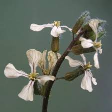 Image result for Raphanus sativus ssp. Oleiformes