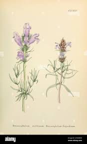 Attēlu rezultāti vaicājumam “Dracocephalum ruyschiana leaf”