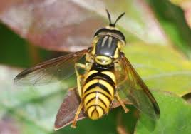 Attēlu rezultāti vaicājumam “Chrysotoxum sp.”