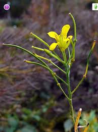 Attēlu rezultāti vaicājumam “Sisymbrium volgense flower”