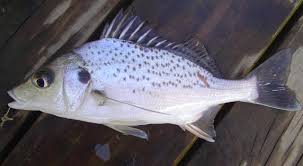 Image result for Chrysoblephus laticeps