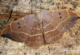 Attēlu rezultāti vaicājumam “Watsonalla binaria”