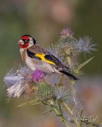 Attēlu rezultāti vaicājumam “Carduelis carduelis”