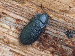 Attēlu rezultāti vaicājumam “Grynocharis oblonga”