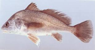 Image result for Aplodinotus grunniens