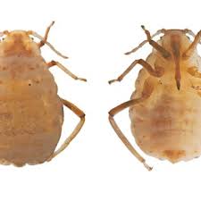 Attēlu rezultāti vaicājumam “Tetraneura ulmi”