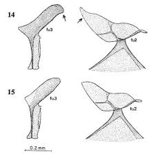 Attēlu rezultāti vaicājumam “Potosia cuprea imago”