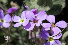 Attēlu rezultāti vaicājumam “Aubrieta deltoidea flower”