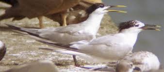 Image result for Sterna acuflavida