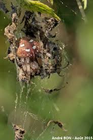Attēlu rezultāti vaicājumam “Araneus quadratus”