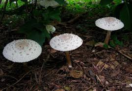 Attēlu rezultāti vaicājumam “Macrolepiota rhacodes var. bohemica”