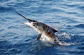 Image result for Makaira mazara