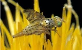 Attēlu rezultāti vaicājumam “Aphis jacobaeae”