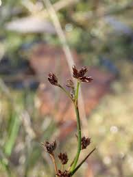 Attēlu rezultāti vaicājumam “Juncus articulatus”