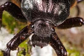 Attēlu rezultāti vaicājumam “Osmoderma barnabita”