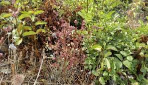 Attēlu rezultāti vaicājumam “Odontites vulgaris fruit”