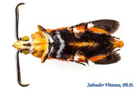 Attēlu rezultāti vaicājumam “Sesiidae”