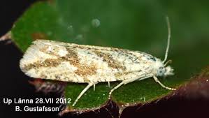 Attēlu rezultāti vaicājumam “Thiodia citrana”