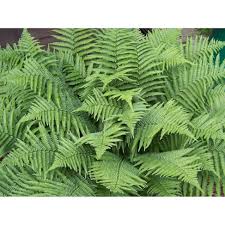 Attēlu rezultāti vaicājumam “Dryopteris”