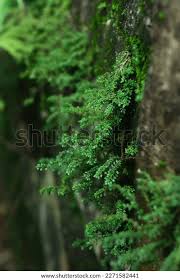 Attēlu rezultāti vaicājumam “Amblystegium serpens macro”