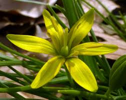 Attēlu rezultāti vaicājumam “Gagea pratensis flower”
