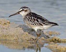 Attēlu rezultāti vaicājumam “Calidris falcinellus adult”