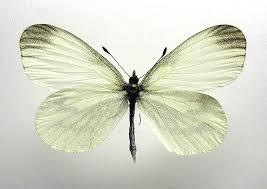 Attēlu rezultāti vaicājumam “Leptidea sinapis”