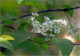 Attēlu rezultāti vaicājumam “Padus avium”