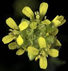 Attēlu rezultāti vaicājumam “Sisymbrium loeselii flower”